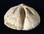 Ova canaliferus (LAMARCK 1816) - Bild © FossNet FossilienStore